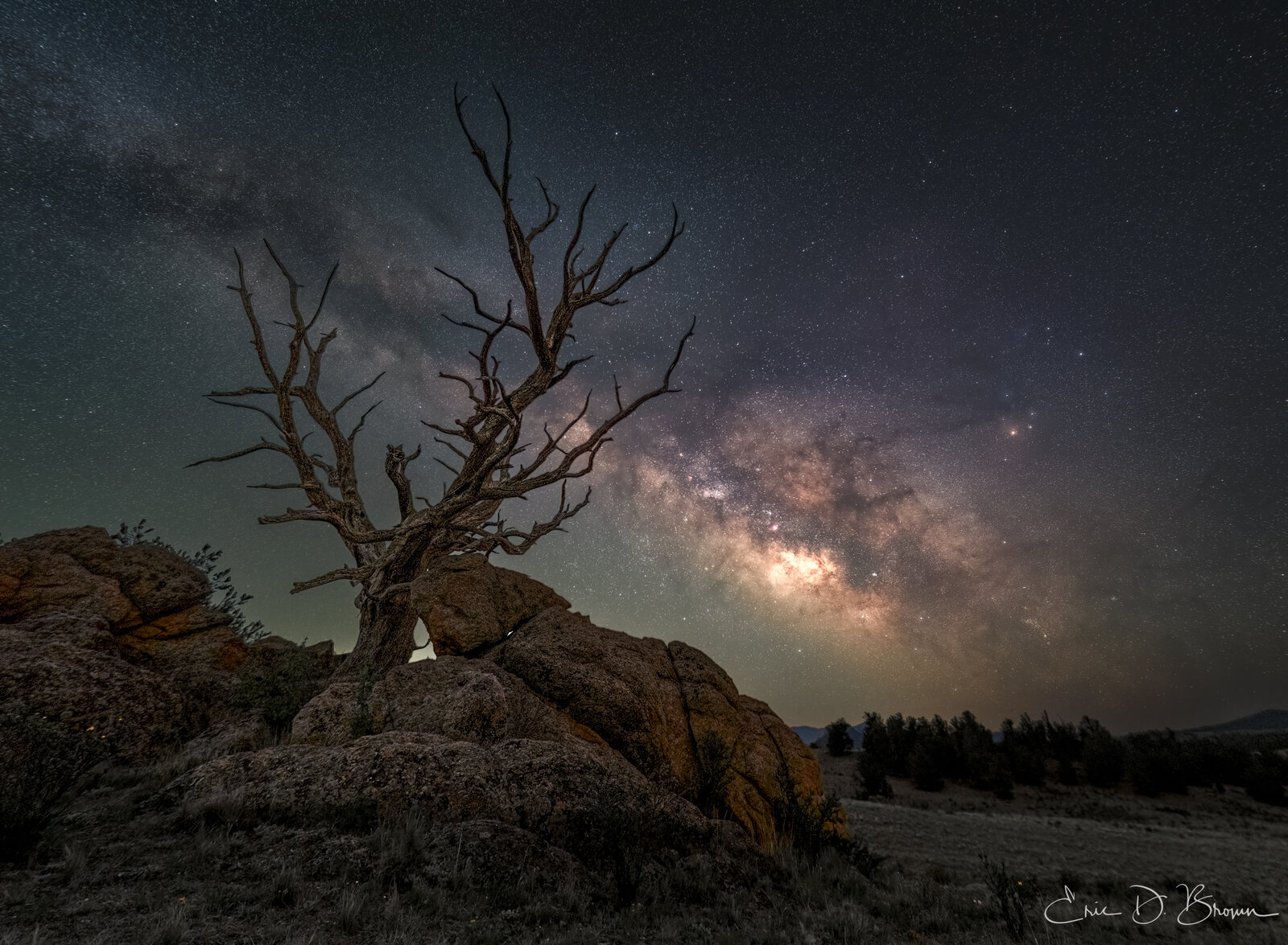Milky Way arching over a lone dead tree